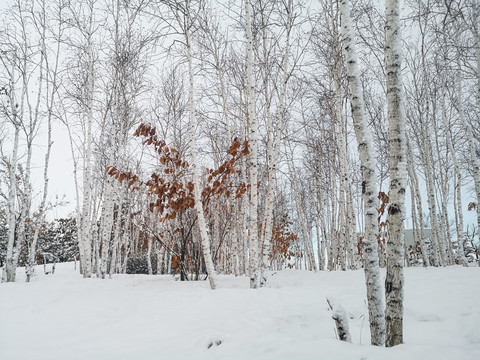 下雪树林