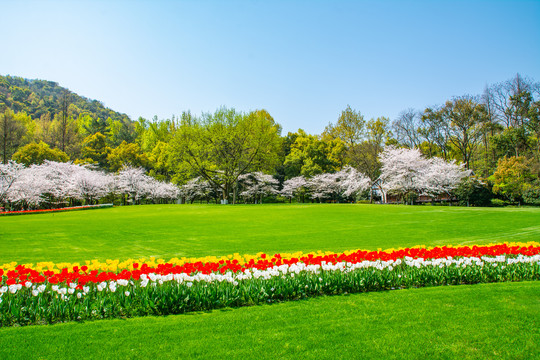 阳光草坪