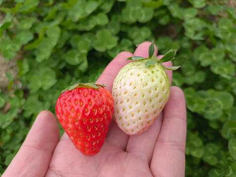 静物拍摄红白草莓