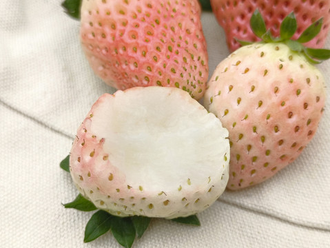 雪白白草莓