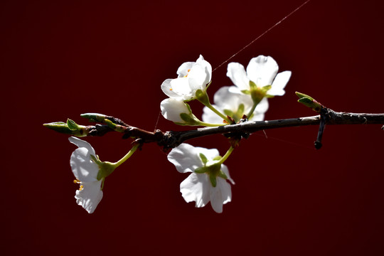 沙果花