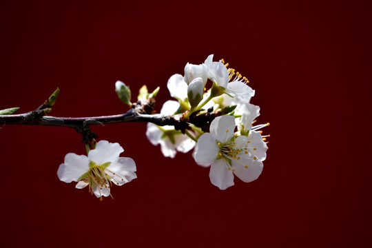 沙果花图片