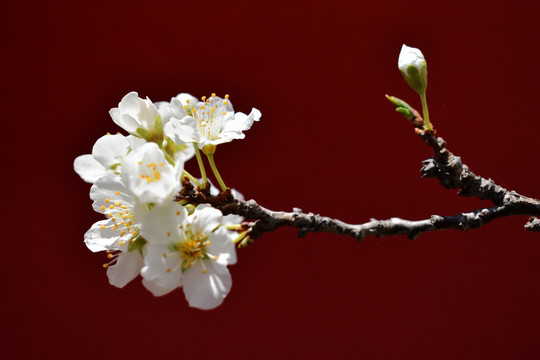 沙果花