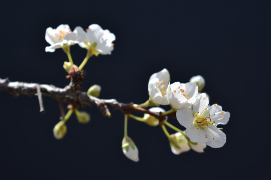 苹果花