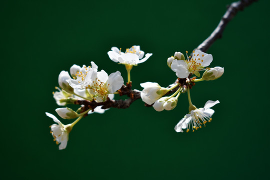 苹果树枝