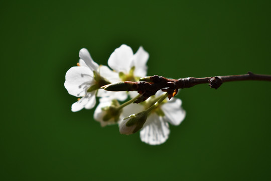 沙果花图片