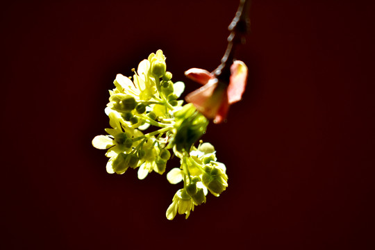 枫树花