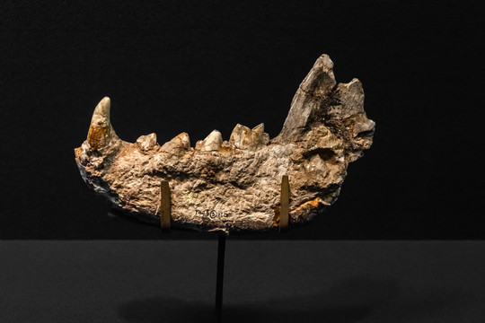 桑氏鬣狗牙齿化石