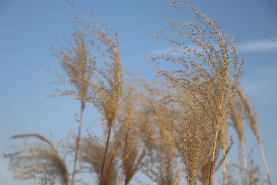 荻花芦苇芦花芦苇荡