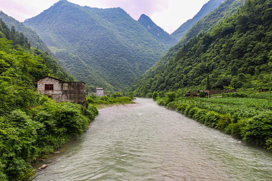 伍家台村茶山