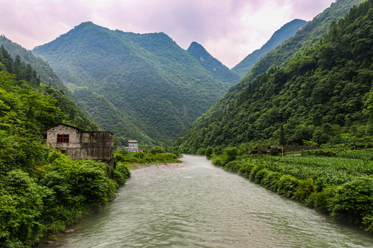 伍家台村茶山