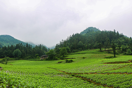 宜恩伍家台村茶山