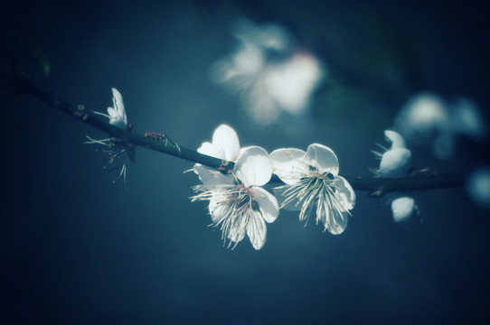 梁化梅花