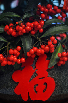 春节盆栽