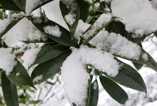 雪花