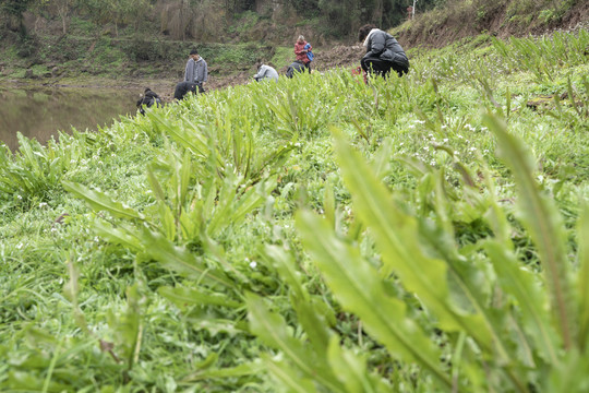 摘野菜