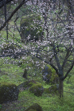 山中青梅花