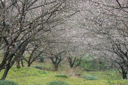 青梅花林