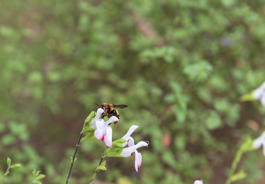 春天的花