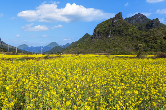 山区油菜花田