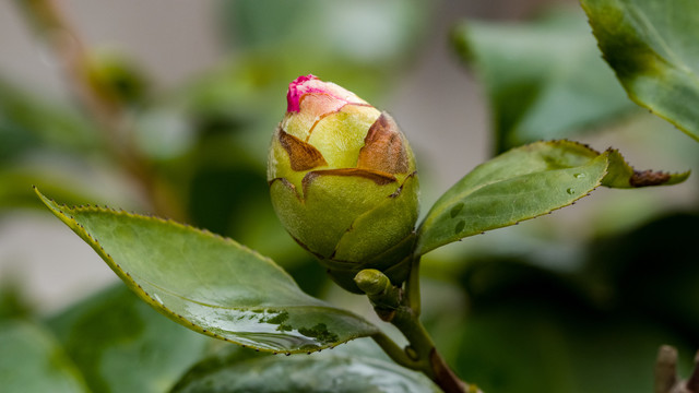 油茶花蕾含苞待放