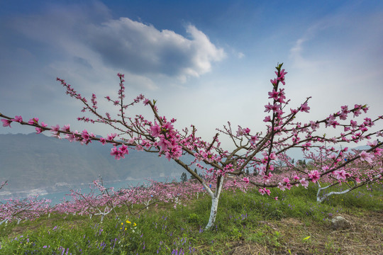 桃花盛开高山蓝天白云