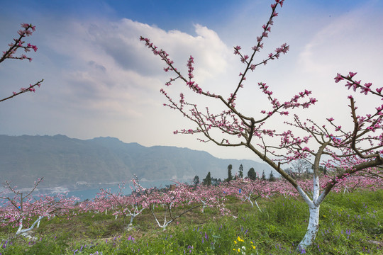 桃花盛开高山蓝天白云