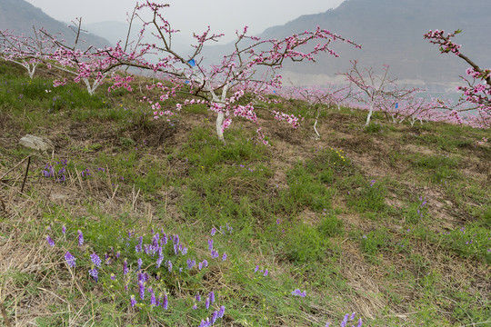 昭通绥江南岸桃花