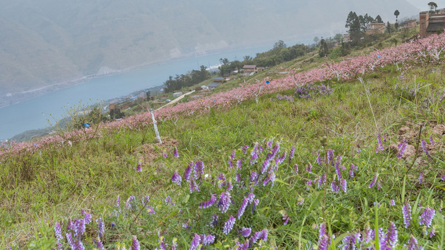 昭通绥江南岸桃花盛开民居