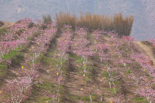 昭通绥江南岸桃花园