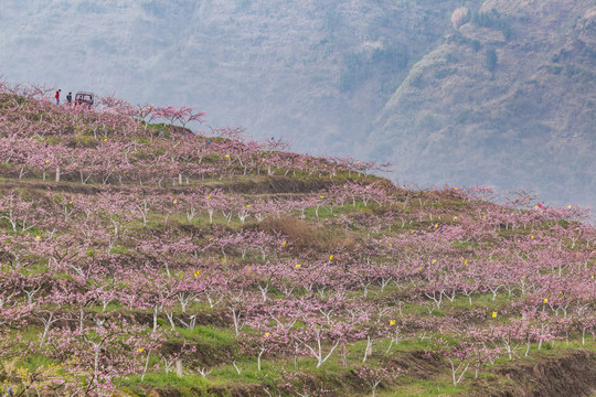 昭通绥江南岸桃花园