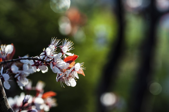 花卉