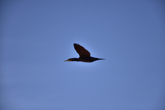鸟在蓝天上飞翔