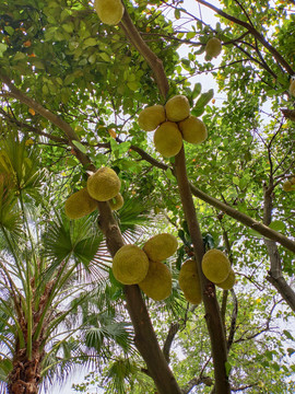 树上的波罗蜜菠萝蜜手机拍摄