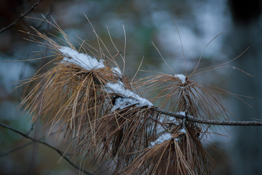 松枝积雪