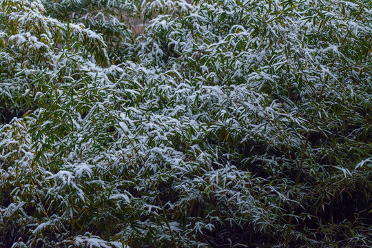 雪中翠竹