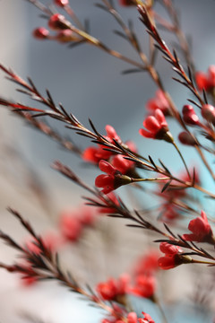红梅花