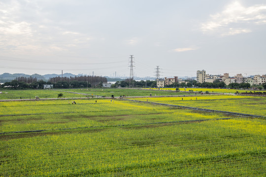 春天的油菜花田