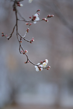 梅花花苞