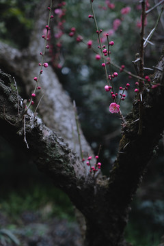 寒冬梅花