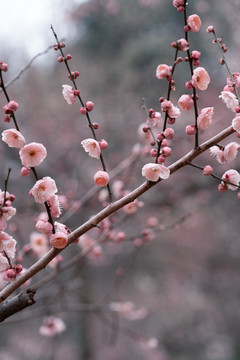 粉色梅花