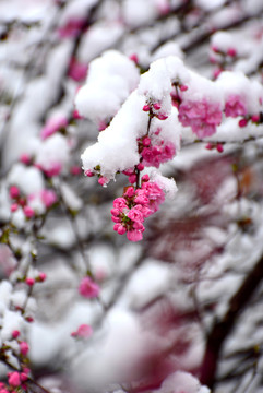 梅花雪