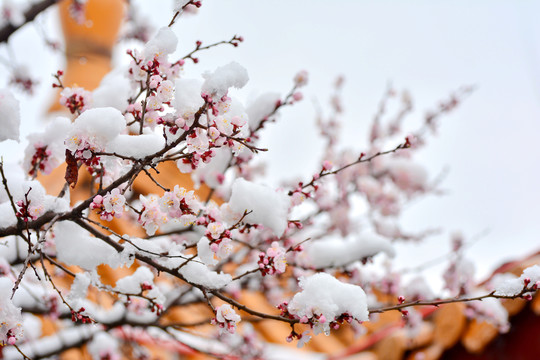 杏花雪