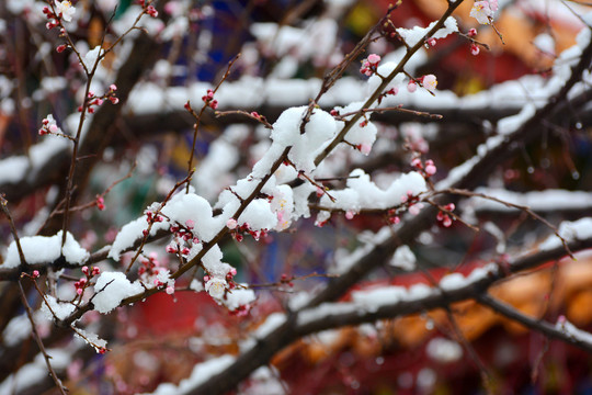 杏花雪