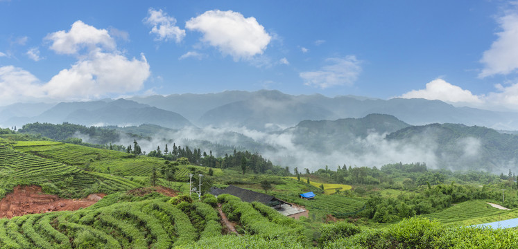 雨后云雾缭绕茶山风光