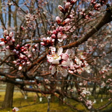 山桃花