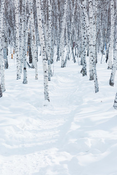 冬季雪地小路白桦树林