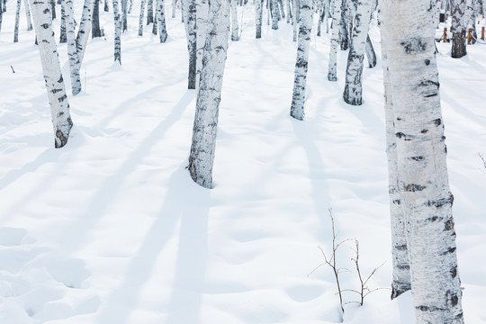 冬季森林积雪白桦树树干