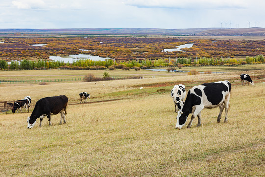 秋季草原湿地牛群