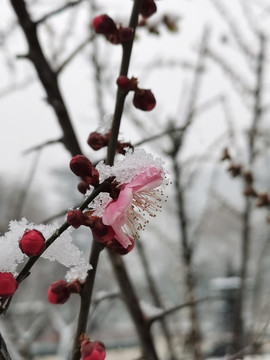 冰雪红梅